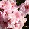 Fotografia 1 da espécie Prunus cerasifera do Jardim Botânico UTAD