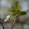 Fotografia 6 da espécie Prunus avium do Jardim Botânico UTAD