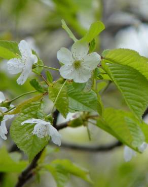 Fotografia 7 da espécie Prunus avium no Jardim Botânico UTAD