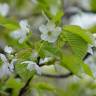 Fotografia 7 da espécie Prunus avium do Jardim Botânico UTAD