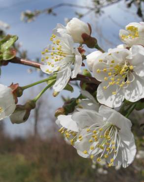 Fotografia 8 da espécie Prunus avium no Jardim Botânico UTAD