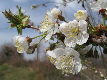 Fotografia da espécie Prunus avium