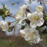 Fotografia 8 da espécie Prunus avium do Jardim Botânico UTAD