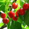 Fotografia 9 da espécie Prunus avium do Jardim Botânico UTAD