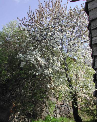 Fotografia de capa Prunus avium - do Jardim Botânico