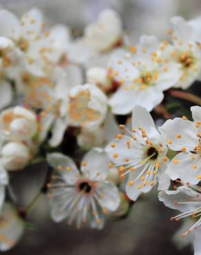 Fotografia 11 da espécie Prunus avium no Jardim Botânico UTAD