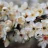 Fotografia 11 da espécie Prunus avium do Jardim Botânico UTAD