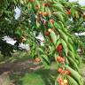 Fotografia 13 da espécie Prunus avium do Jardim Botânico UTAD