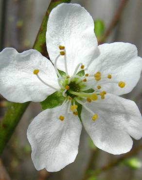 Fotografia 4 da espécie Prunus domestica no Jardim Botânico UTAD