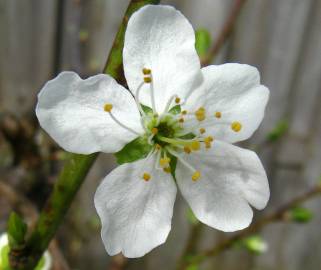 Fotografia da espécie Prunus domestica