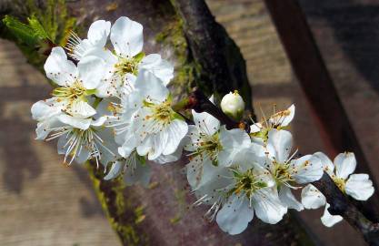 Fotografia da espécie Prunus domestica