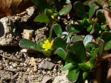 Fotografia da espécie Portulaca oleracea subesp. oleracea