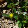 Fotografia 3 da espécie Portulaca oleracea subesp. oleracea do Jardim Botânico UTAD