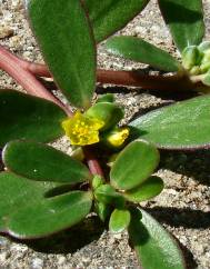 Portulaca oleracea subesp. oleracea