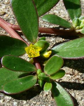 Fotografia 1 da espécie Portulaca oleracea subesp. oleracea no Jardim Botânico UTAD