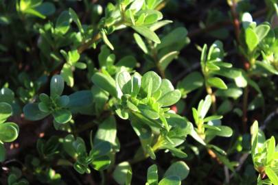 Fotografia da espécie Portulaca oleracea subesp. oleracea