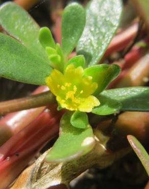 Fotografia 7 da espécie Portulaca oleracea subesp. oleracea no Jardim Botânico UTAD