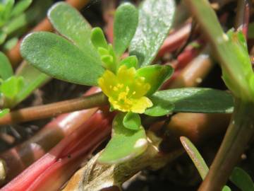 Fotografia da espécie Portulaca oleracea subesp. oleracea