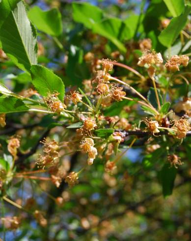 Fotografia de capa Prunus cerasus - do Jardim Botânico