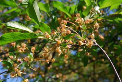 Fotografia da espécie Prunus cerasus