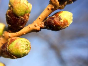 Fotografia da espécie Prunus cerasus