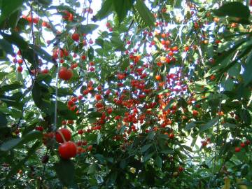 Fotografia da espécie Prunus cerasus