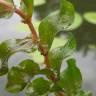 Fotografia 2 da espécie Potamogeton perfoliatus do Jardim Botânico UTAD