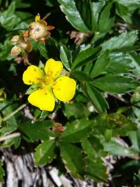 Fotografia da espécie Potentilla erecta