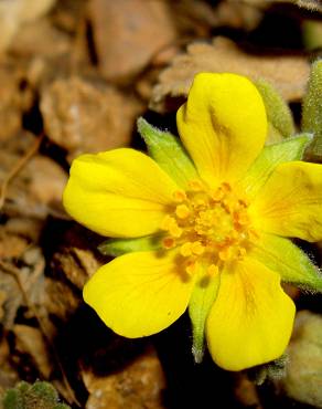 Fotografia 4 da espécie Potentilla cinerea no Jardim Botânico UTAD