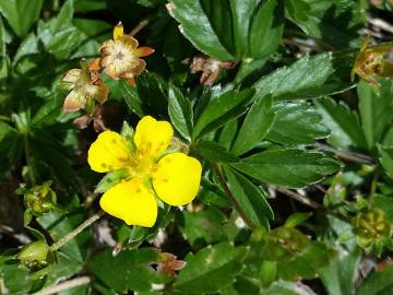 Fotografia da espécie Potentilla erecta