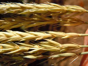 Fotografia da espécie Psathyrostachys juncea