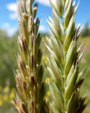 Fotografia da espécie Psathyrostachys juncea