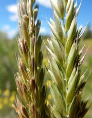 Psathyrostachys juncea