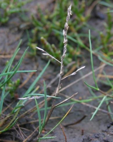 Fotografia de capa Puccinellia maritima - do Jardim Botânico