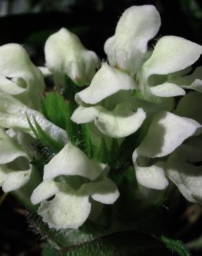 Fotografia 4 da espécie Prunella laciniata no Jardim Botânico UTAD