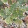 Fotografia 1 da espécie Quercus lusitanica do Jardim Botânico UTAD