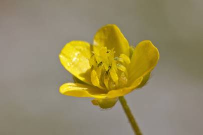 Fotografia da espécie Ranunculus arvensis