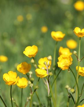 Fotografia 4 da espécie Ranunculus arvensis no Jardim Botânico UTAD