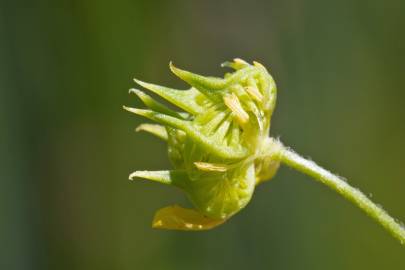 Fotografia da espécie Ranunculus arvensis