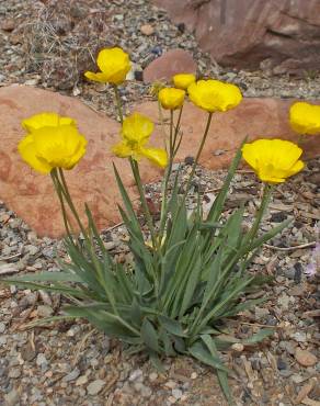 Fotografia 1 da espécie Ranunculus gramineus no Jardim Botânico UTAD