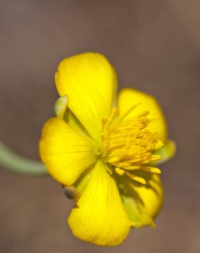 Fotografia 3 da espécie Ranunculus gramineus no Jardim Botânico UTAD