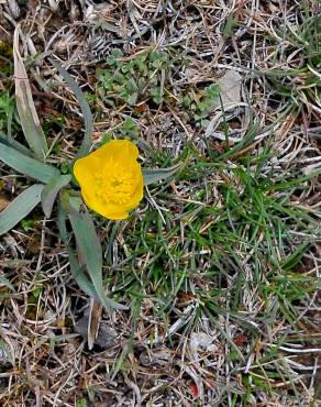 Fotografia 5 da espécie Ranunculus gramineus no Jardim Botânico UTAD