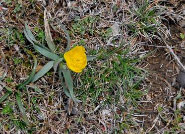 Fotografia da espécie Ranunculus gramineus