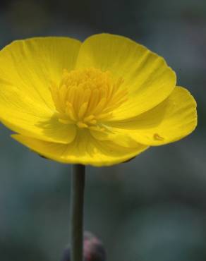 Fotografia 6 da espécie Ranunculus gramineus no Jardim Botânico UTAD