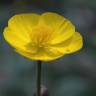 Fotografia 6 da espécie Ranunculus gramineus do Jardim Botânico UTAD