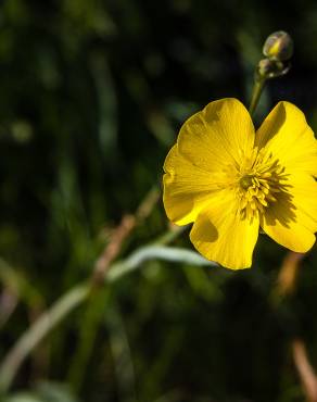 Fotografia 7 da espécie Ranunculus gramineus no Jardim Botânico UTAD