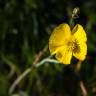 Fotografia 7 da espécie Ranunculus gramineus do Jardim Botânico UTAD