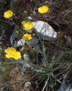 Fotografia 8 da espécie Ranunculus gramineus no Jardim Botânico UTAD