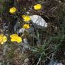 Fotografia 8 da espécie Ranunculus gramineus do Jardim Botânico UTAD