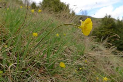 Fotografia da espécie Ranunculus gramineus